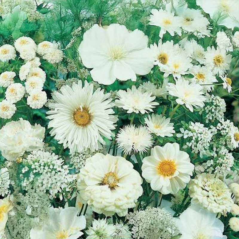 Blumenmischung Weiß