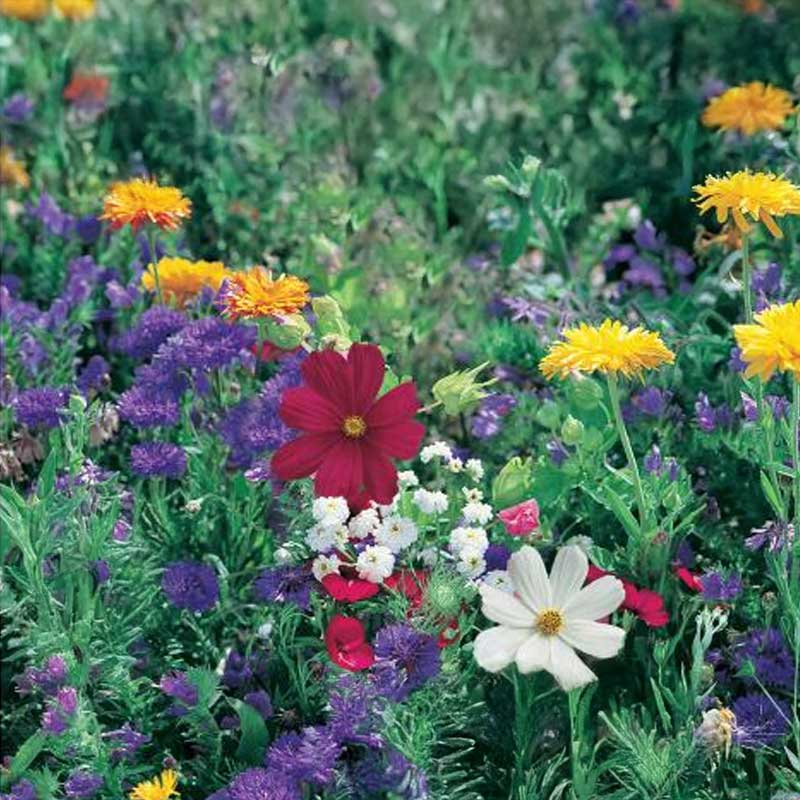 Blumenmischung Wiese und Feld