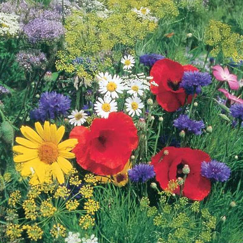 Blumenmischung Nektar 2