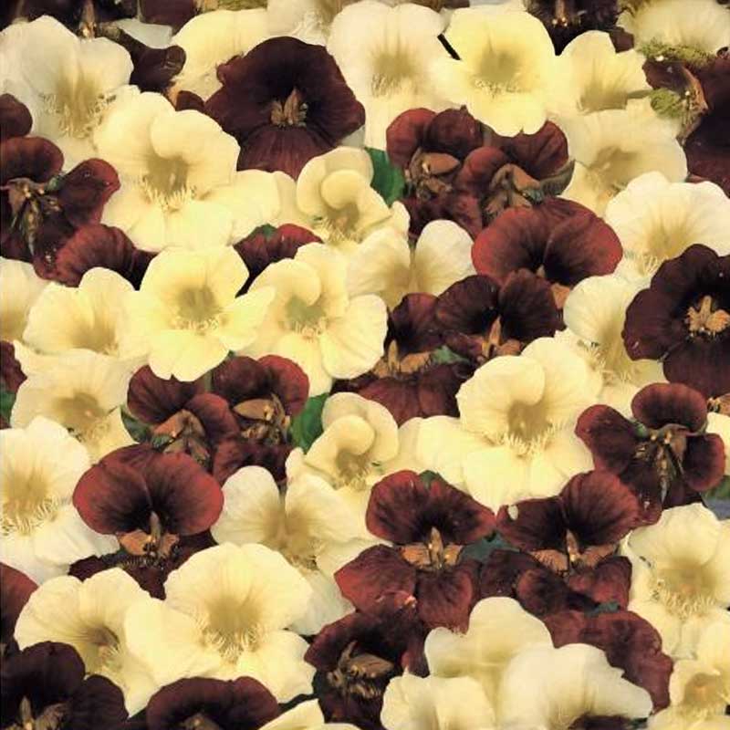 Kapuzinerkresse 'Night & Day'