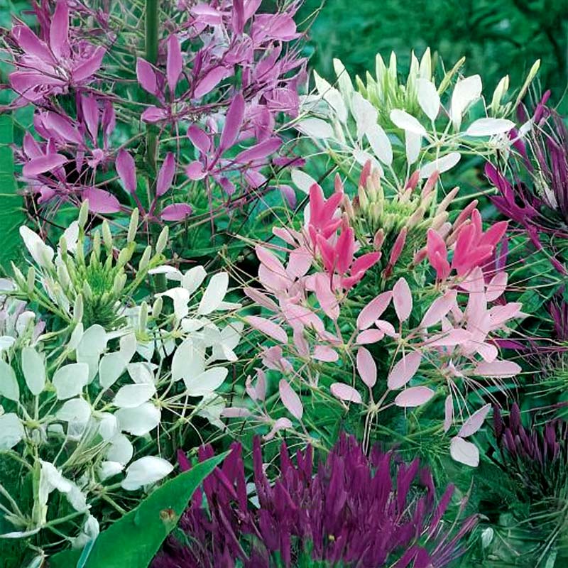 Paradiesblume 'Spider'