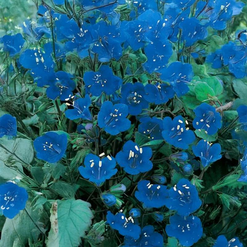 Phacelia 'Bienenfreund'