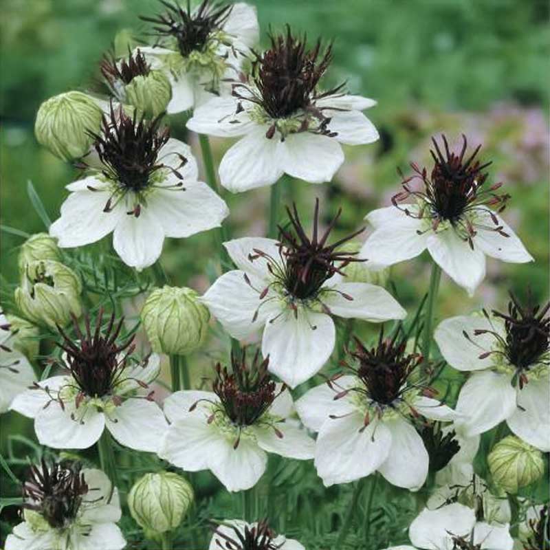 Jungfer im Grünen 'African Bride'