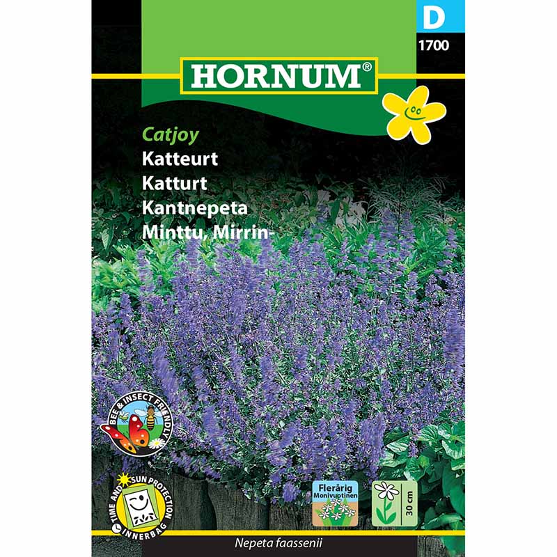 Katzenminze 'Catjoy'