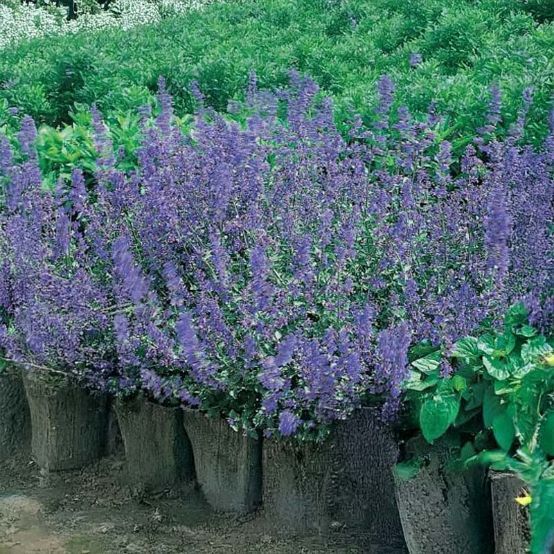 Katzenminze 'Catjoy'