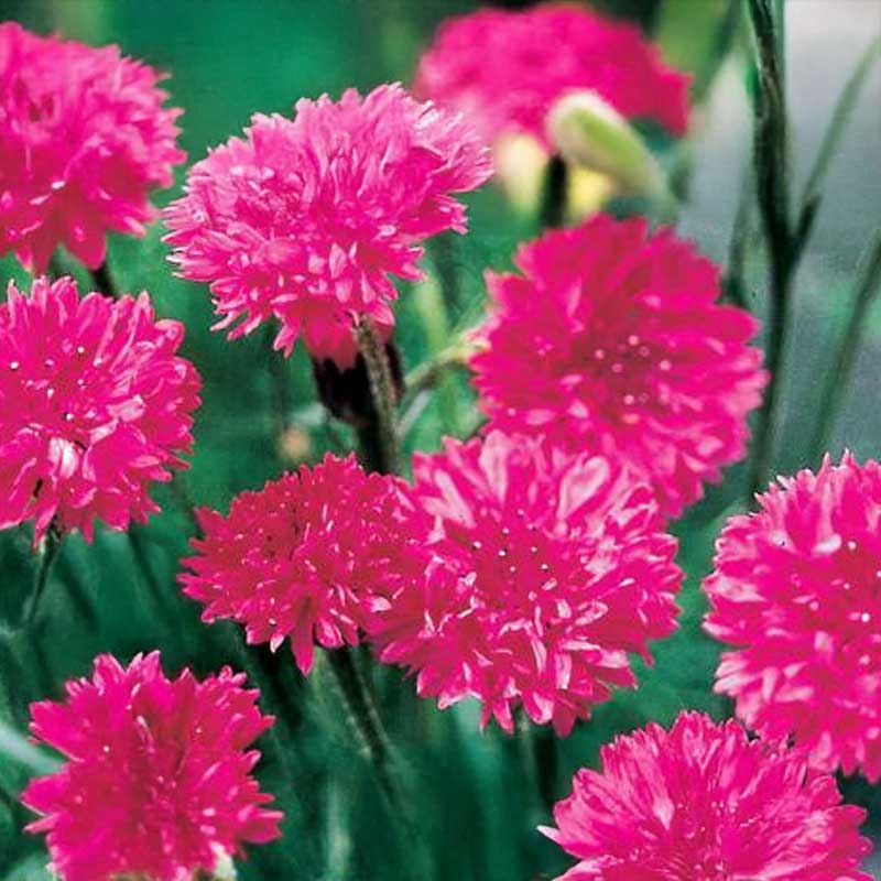 Kornblume 'Red Lola'