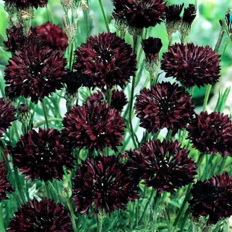 Kornblume 'Dark Beauty'