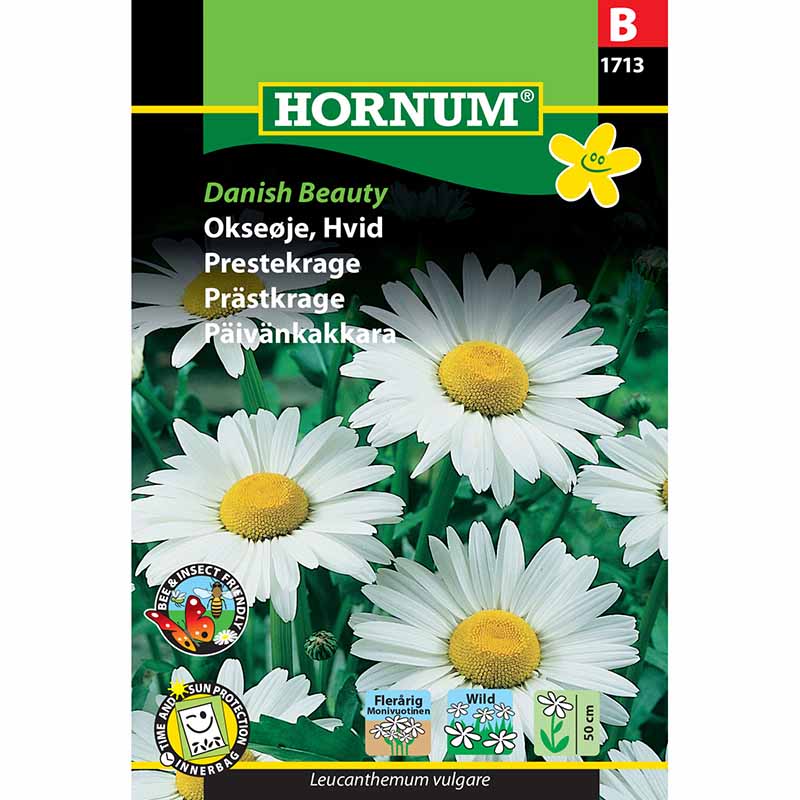 Margerite 'Danish Beauty'