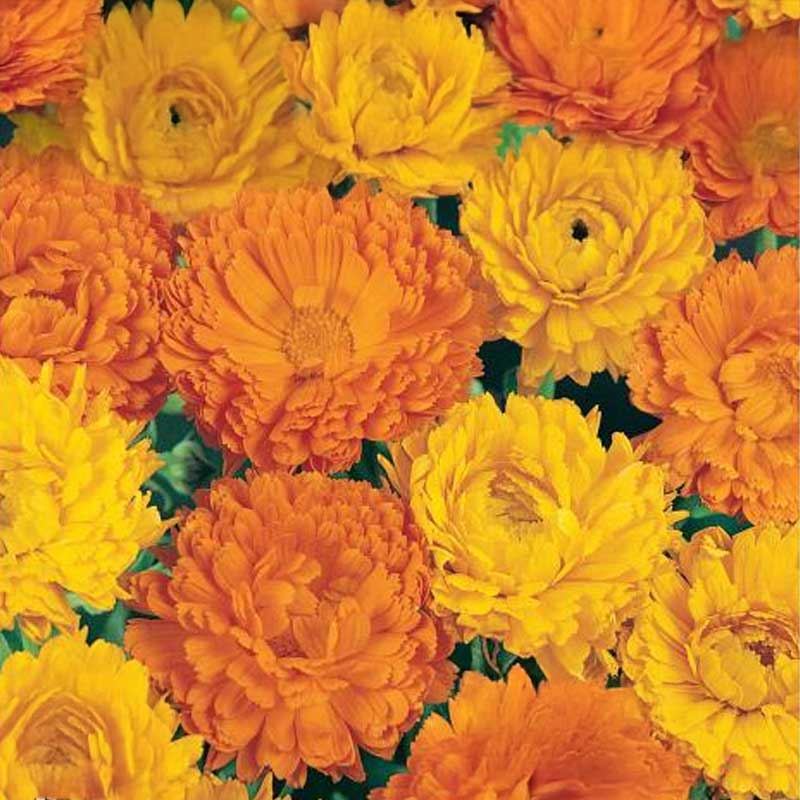 Ringelblume 'Bonbon'