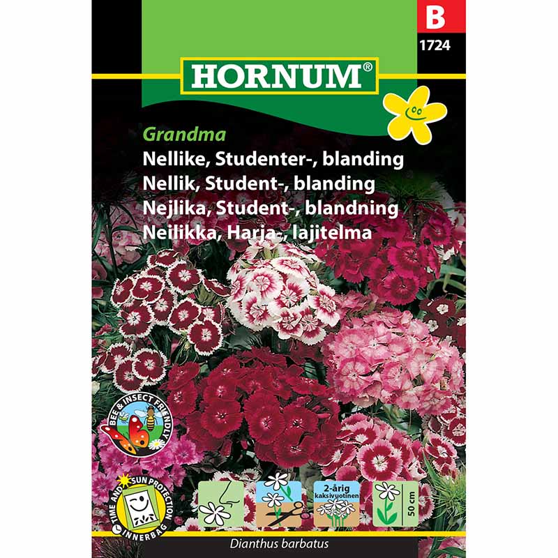 Studentenblume 'Grandma'