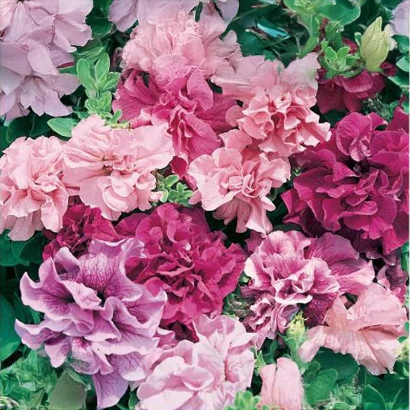 Petunie 'Double Cascade'