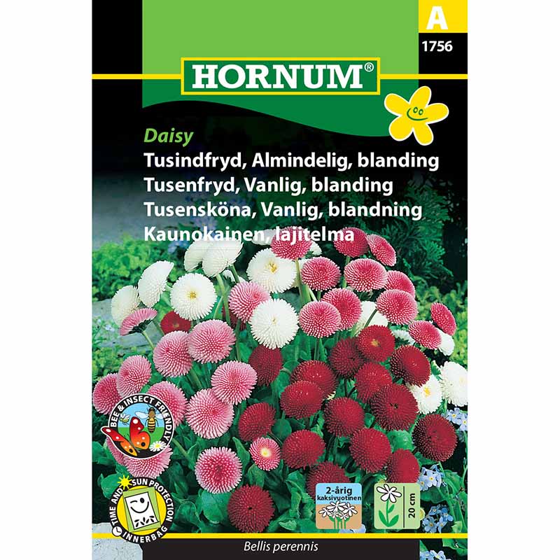 Gänseblümchen 'Daisy'