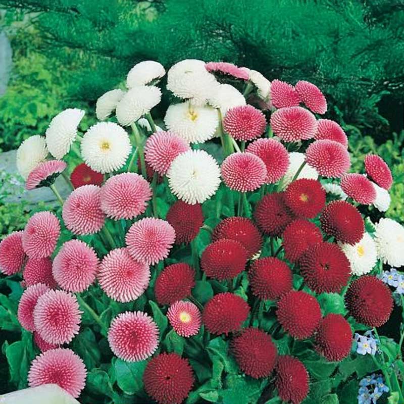 Gänseblümchen 'Daisy'