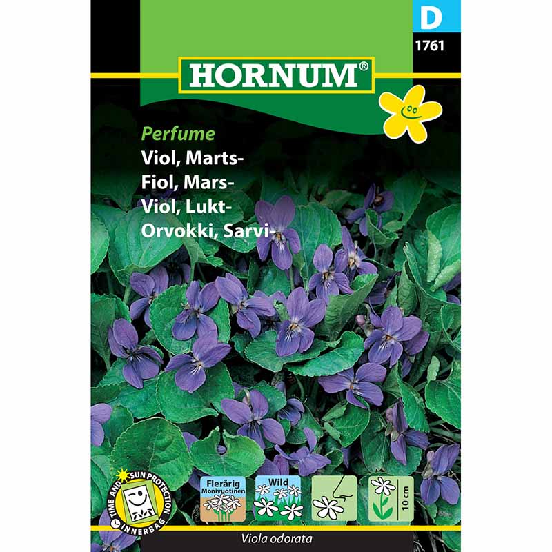 Duftveilchen 'Perfume'