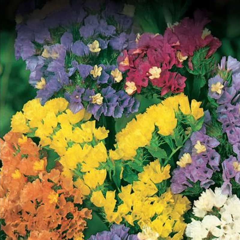 Strandflieder 'Colorita'