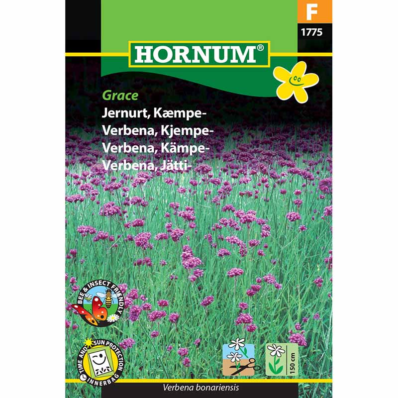 Verbene 'Grace'