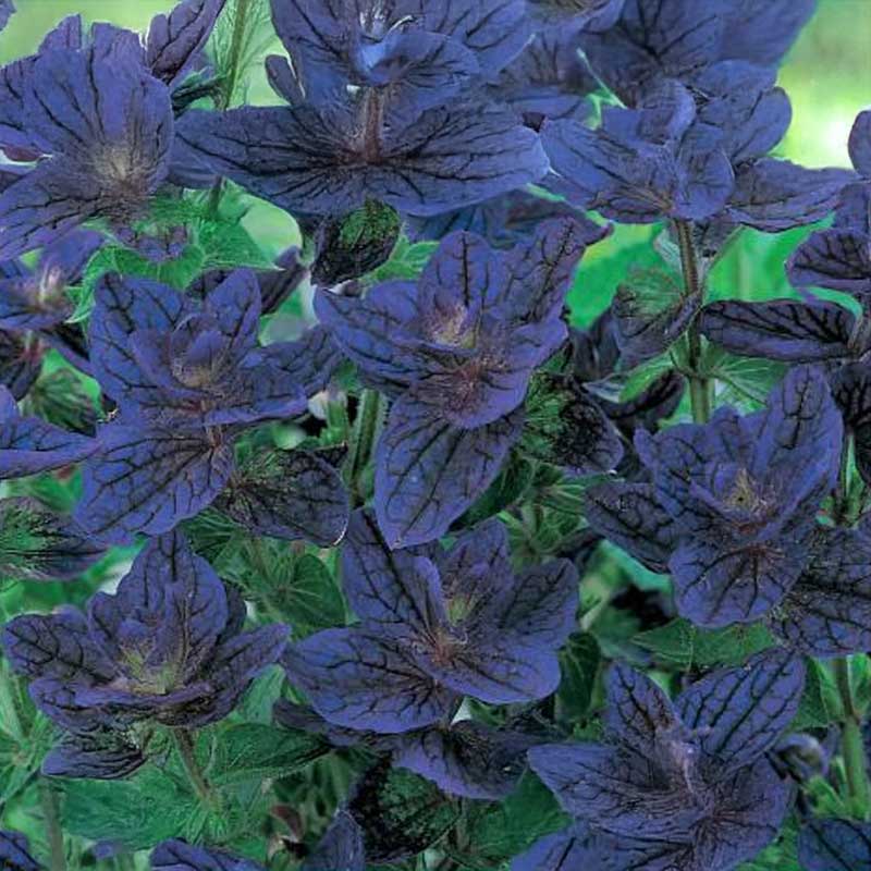 Mehliger Salbei 'Blue Monday'