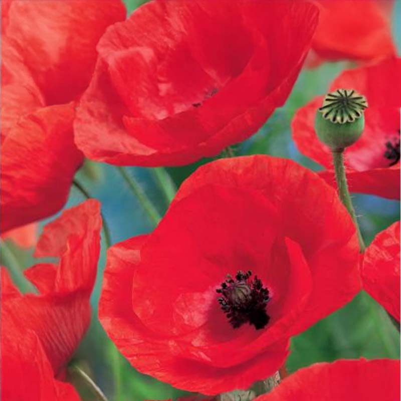 Klatschmohn 'Summerdream'