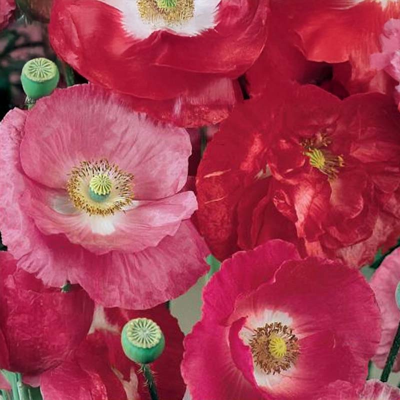 Klatschmohn 'Soft Silk'