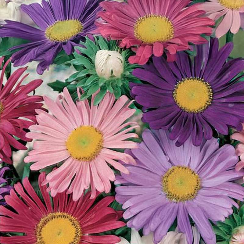 Aster 'Margareten Mix'