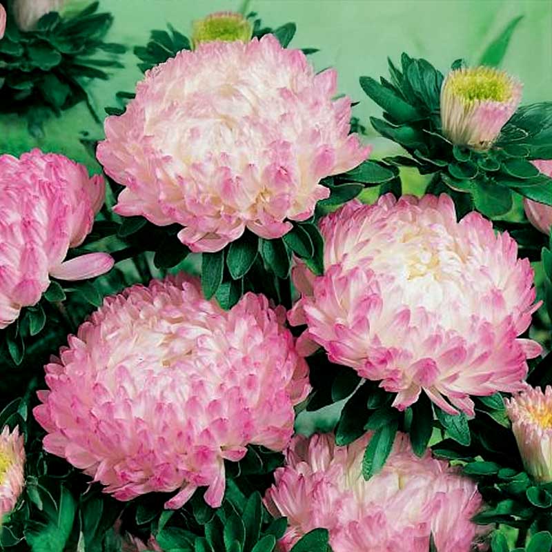 Pfingstrosenaster 'Opus'