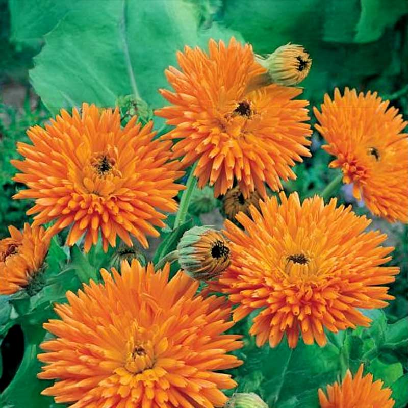 Ringelblume 'Orange Porcupine'