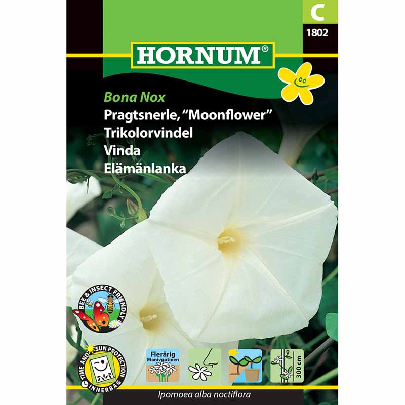 Prunkwinde 'Bona Nox'