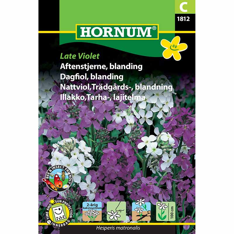 Abendduftende Levkoje 'Late Violet'