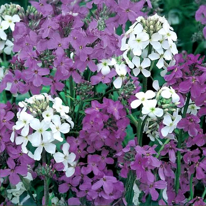 Abendduftende Levkoje 'Late Violet'