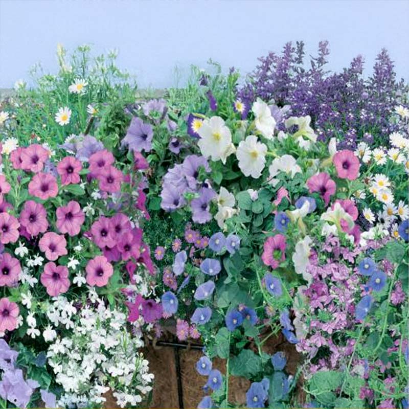 Topfmischung 'Amsterdam'