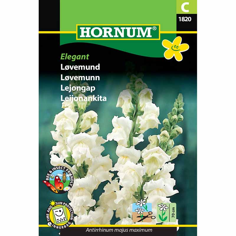 Löwenmaul 'Elegant'