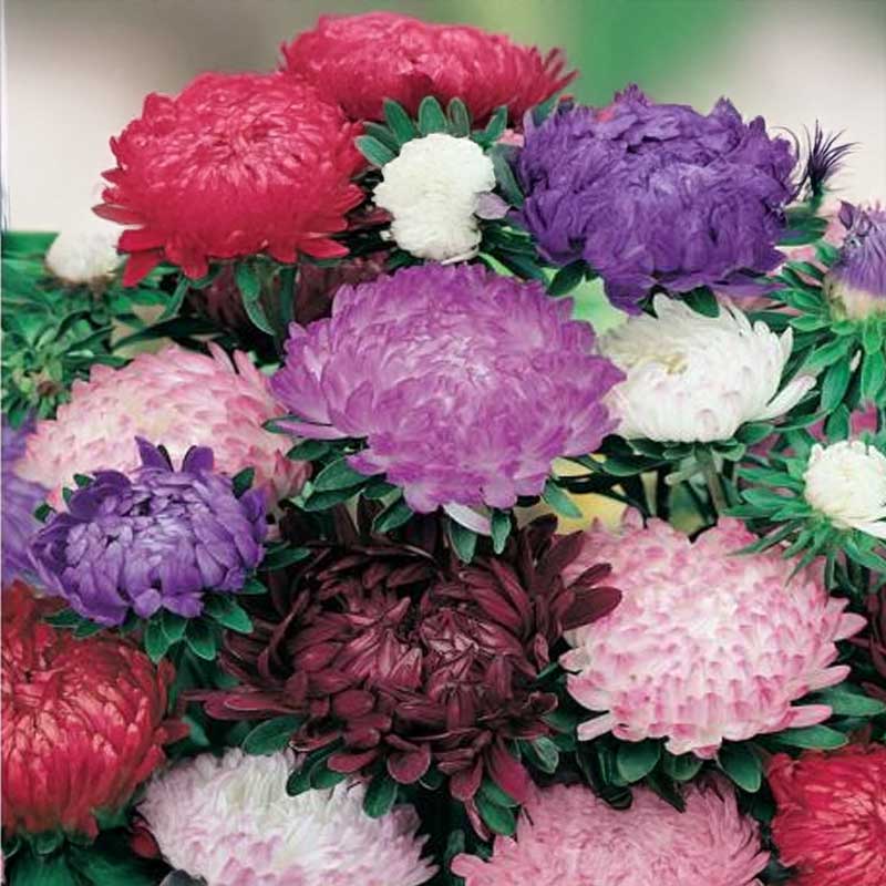 Pfingstrosenaster 'Pink Cascade'