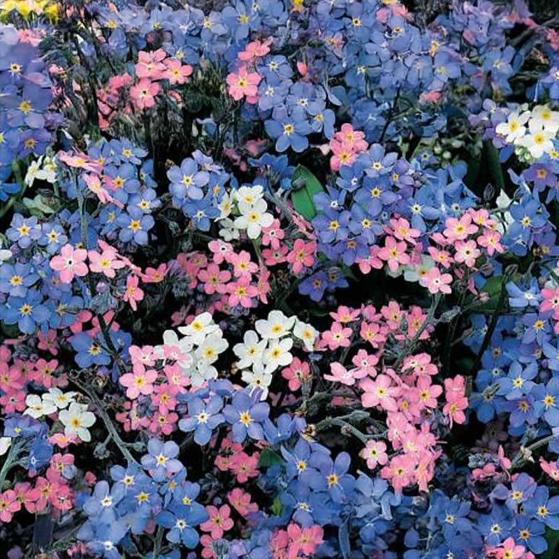 Vergissmeinnicht 'Remember 2'