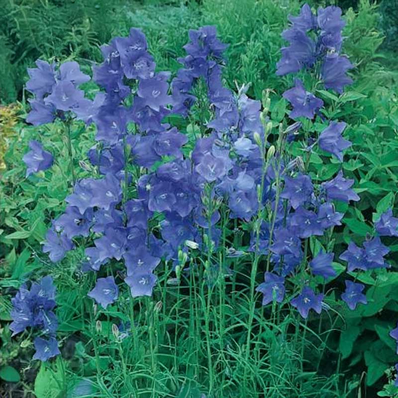 Glockenblume 'Big Blue Bells'