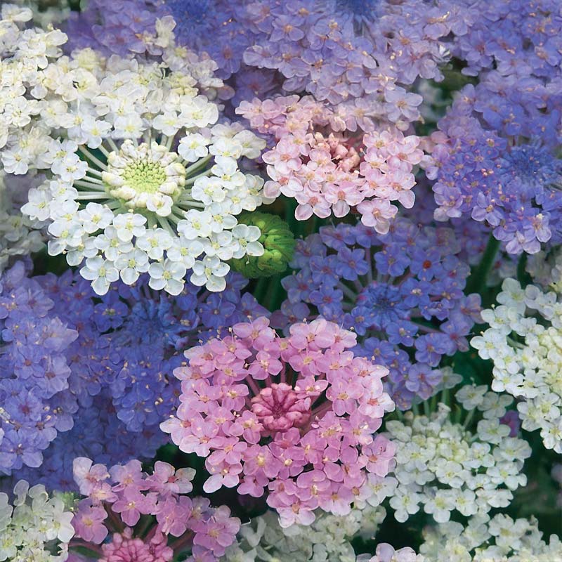 Blauschirmblume 'Umbrella'