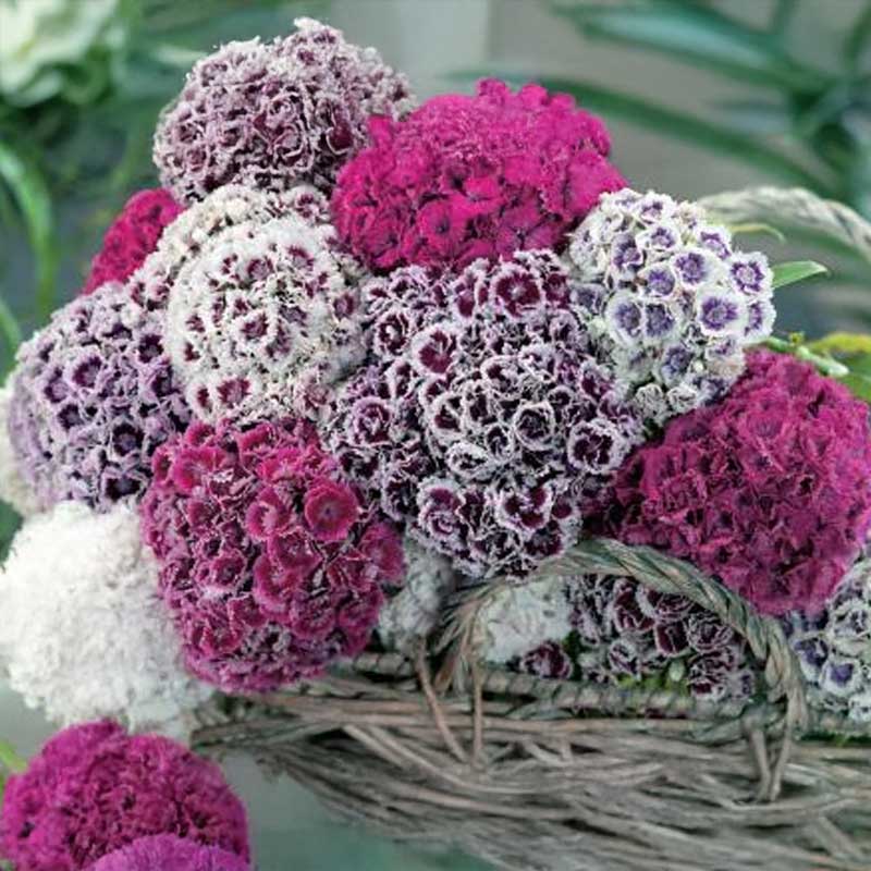 Studentenblume 'Hats On'