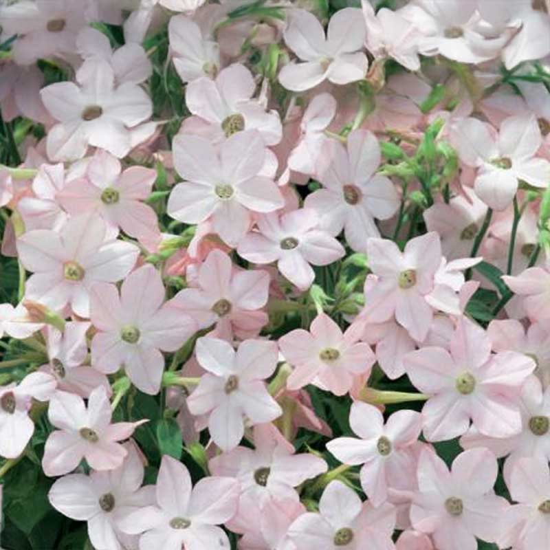 Ziertabak 'Avalon Appleblossom' F1