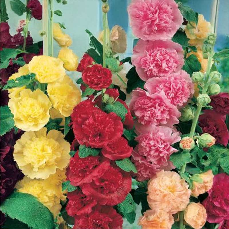 Stockrose 'Chater’s Mix'