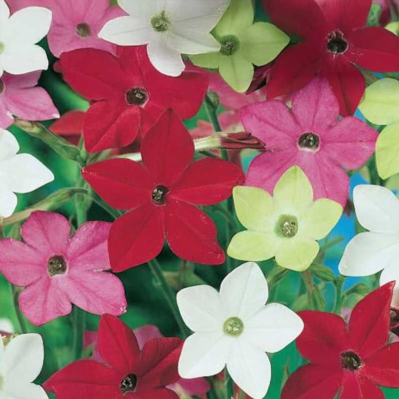 Ziertabak 'Roulette'