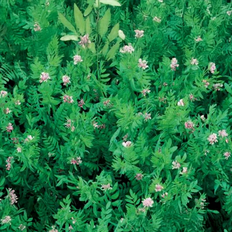 Gründüngung 'Serradella'