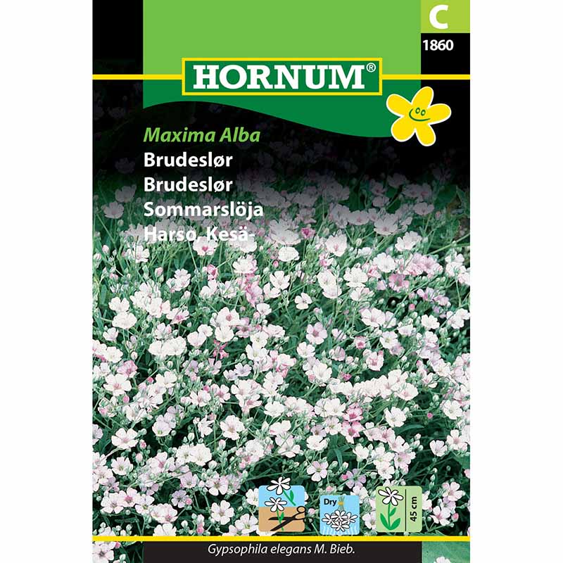 Schleierkraut 'Maxima Alba'