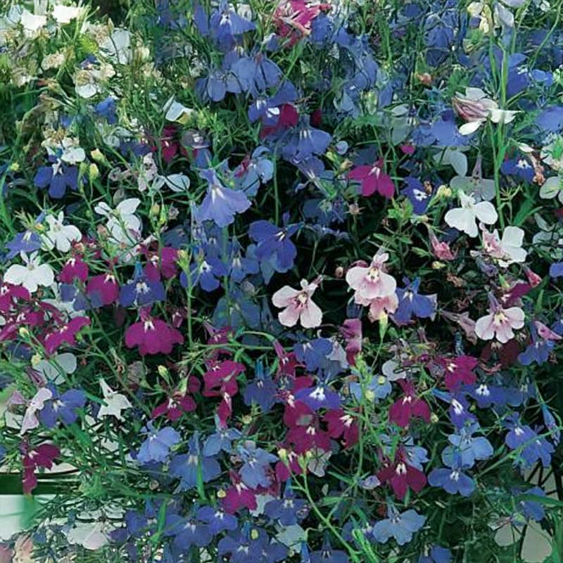 Hängelobelie 'Cascade Mix'