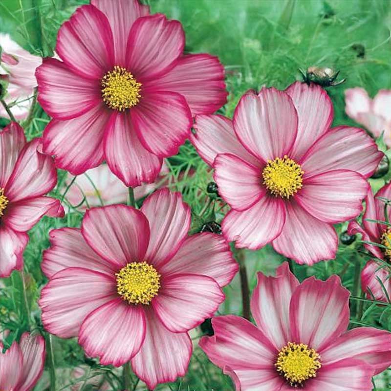 Cosmea 'Candy Stripes'