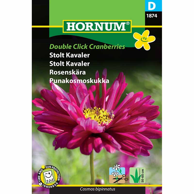 Cosmea 'Double Click Cranberries'