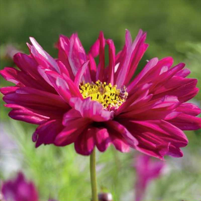 Cosmea 'Double Click Cranberries'
