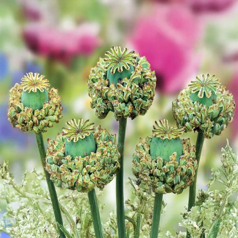 Mohn 'Hens & Chicks'