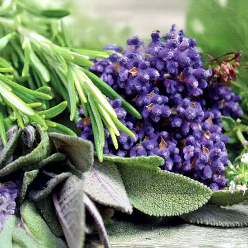 Bienenpflanzenmischung