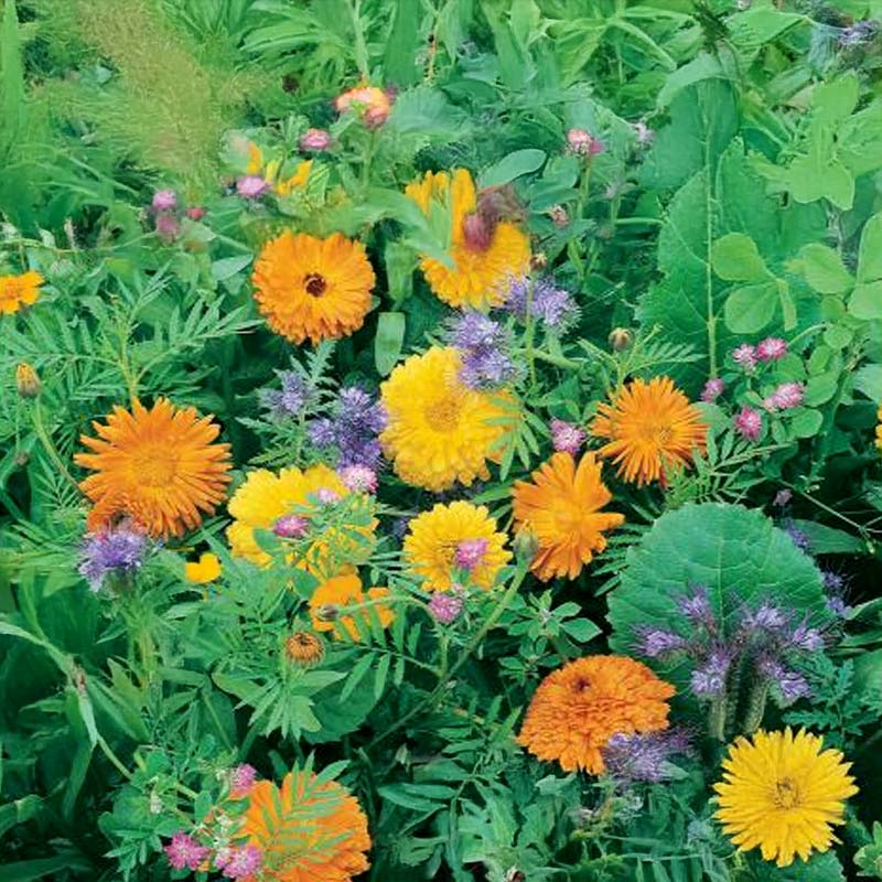 Blumenparadies-Mischung