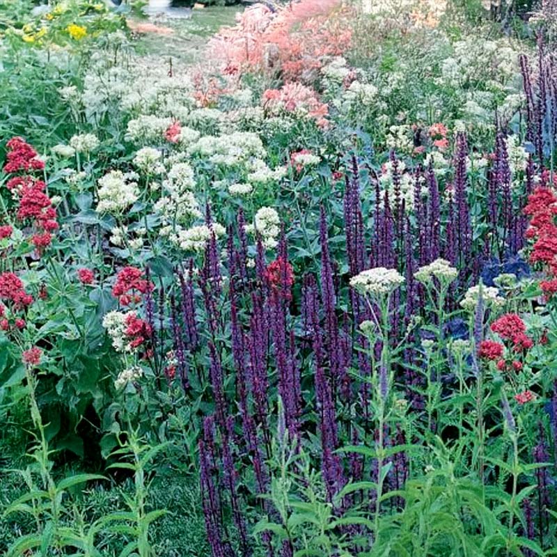 Schmetterlingswiesen-Mischung