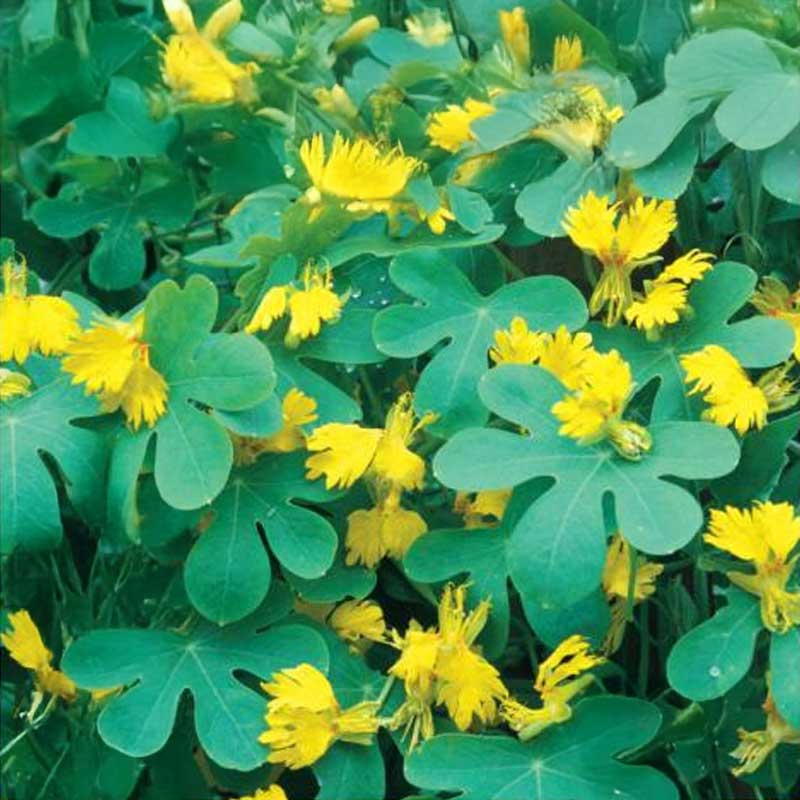 Schmetterlings-Kapuzinerkresse